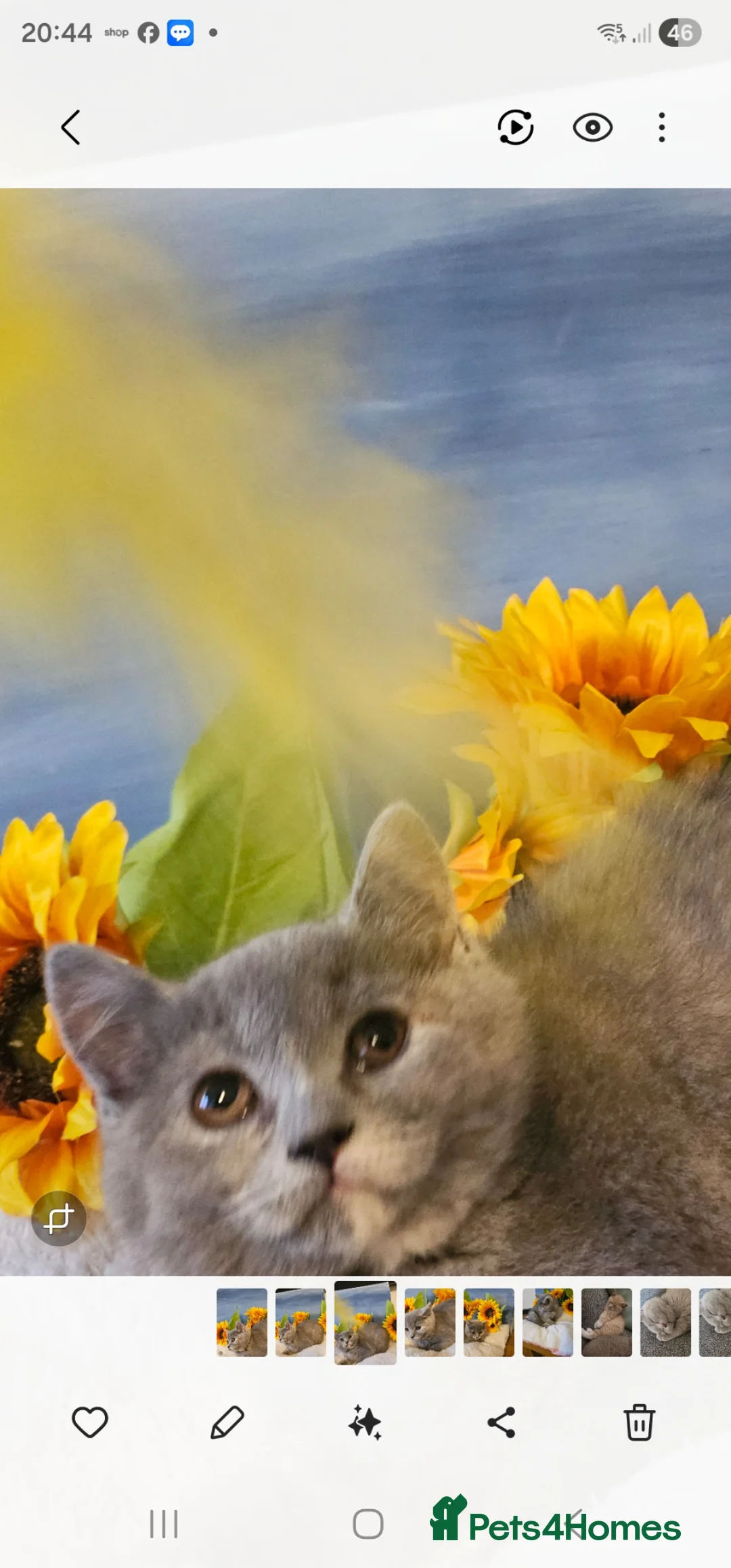 British Shorthair cats for sale: Stunning girl - Advert 30