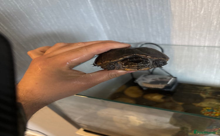 Terrapin reptiles - Advert 1