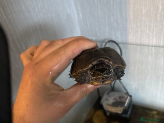 Terrapin reptiles for sale - Advert 1