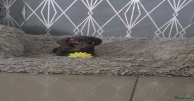 Miniature Dachshund dogs - Advert 11
