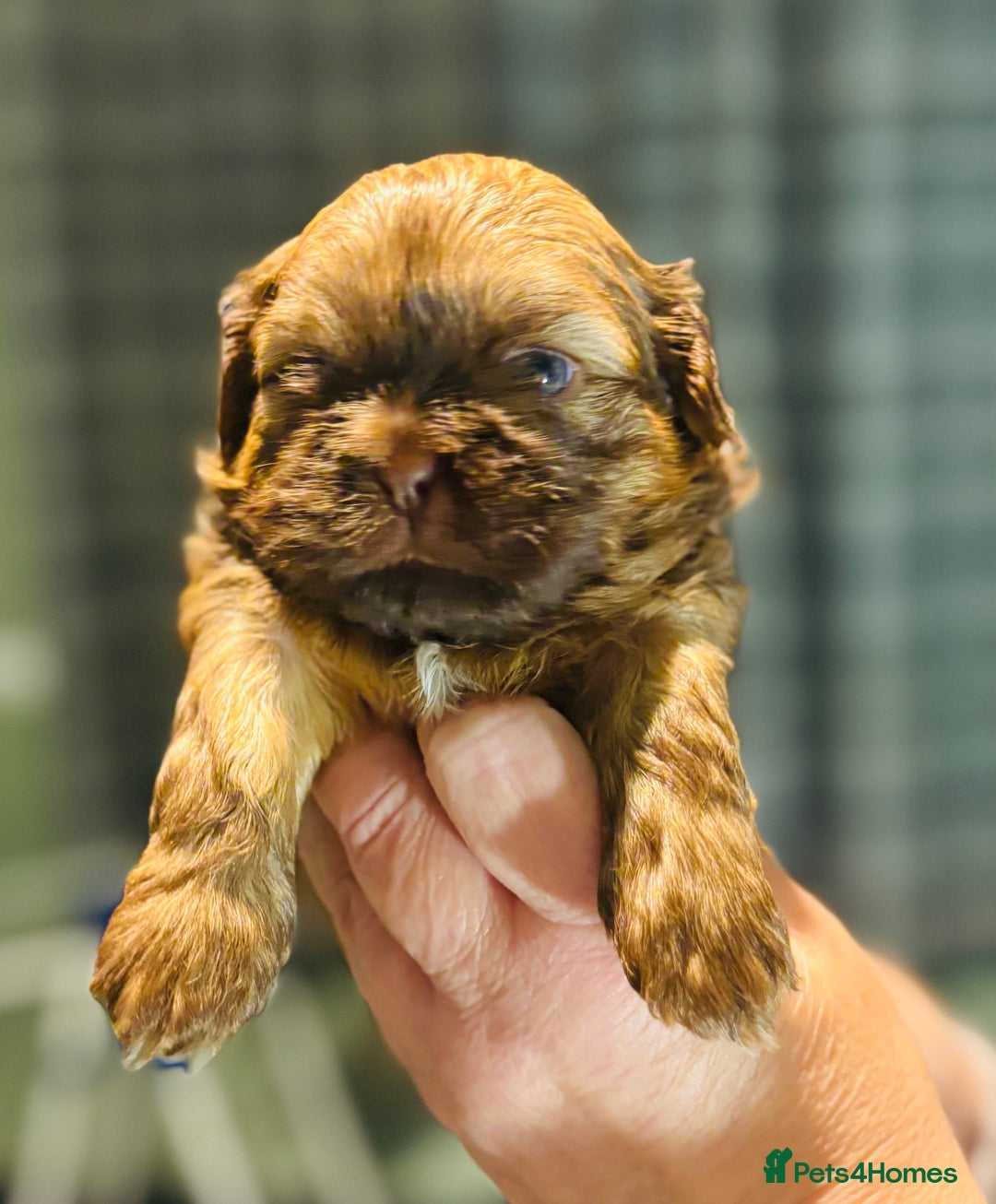 Shih Tzu dogs for sale: Beautiful shih tzu babies  - Advert 18