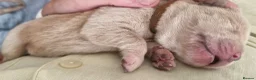 Mixed Breed dogs for sale: Beautiful chowador litter in Hyde - Advert 4