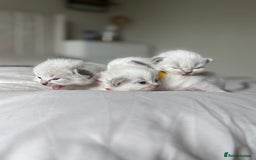 Ragdoll cats for sale: 🐾 Ragdoll kittens - ONE MALE TWO FEMALE LEFT 🐾 - Image 4