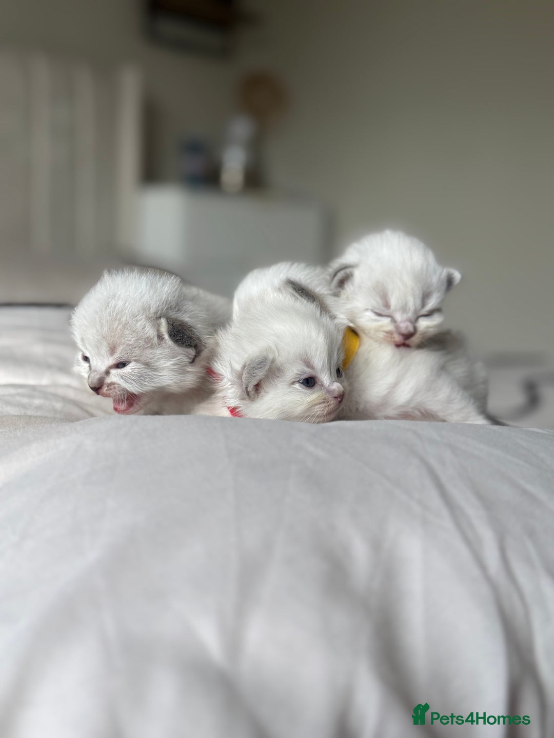 Ragdoll cats for sale: 🐾 Ragdoll kittens - ONE MALE TWO FEMALE LEFT 🐾 - Image 4