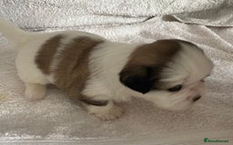 Shih Tzu dogs for sale: Adorable Imperial Shih Tzu Puppies - Advert 7