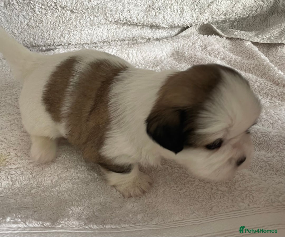 Shih Tzu dogs for sale: Adorable Imperial Shih Tzu Puppies - Advert 7