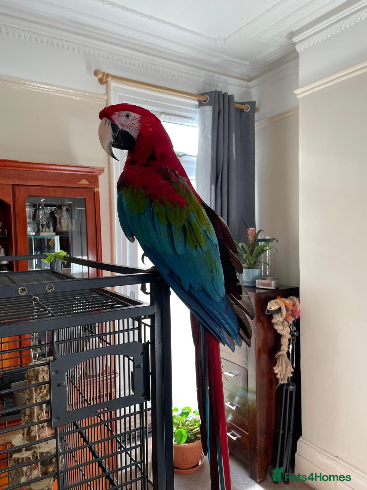 Macaws birds Green-wing Macaw – Healthy, Semi-Tame - Advert 1