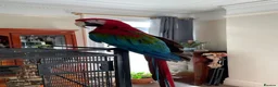 Macaws birds for sale: Green-wing Macaw – Healthy, Semi-Tame - Advert 1