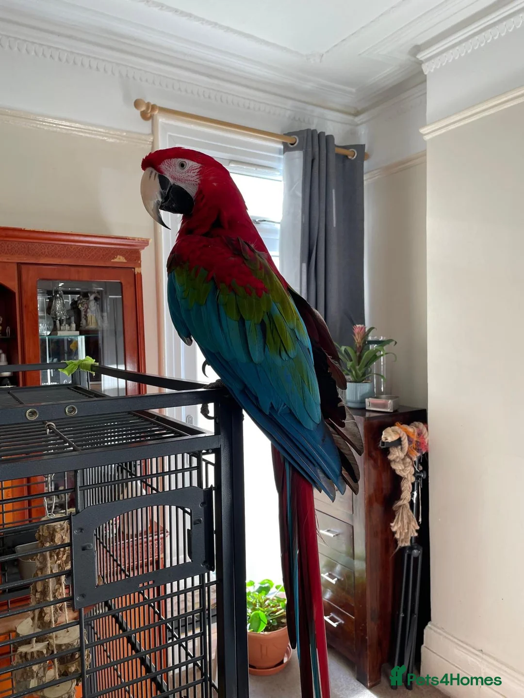 Macaws birds for sale: Green-wing Macaw – Healthy, Semi-Tame - Advert 1