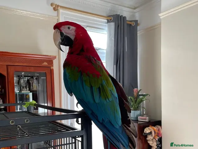 Macaws birds for sale: Green-wing Macaw – Healthy, Semi-Tame - Advert 1