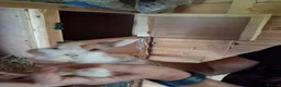 Mini Lop rabbits for sale: Beautiful min lop bunnies  - Advert 8