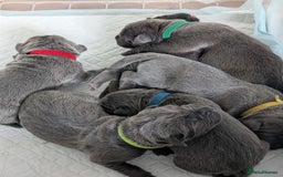 Cane Corso dogs for sale: European cane corsos  - Image 10