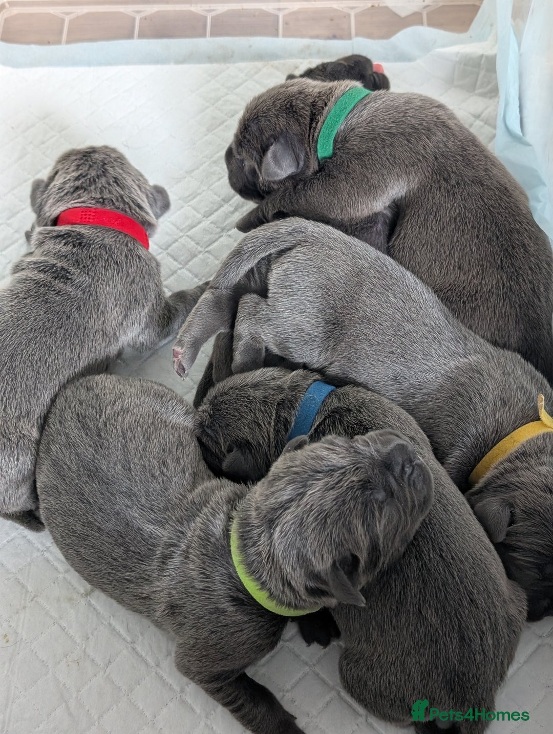 Cane Corso dogs for sale: European cane corsos  - Image 10