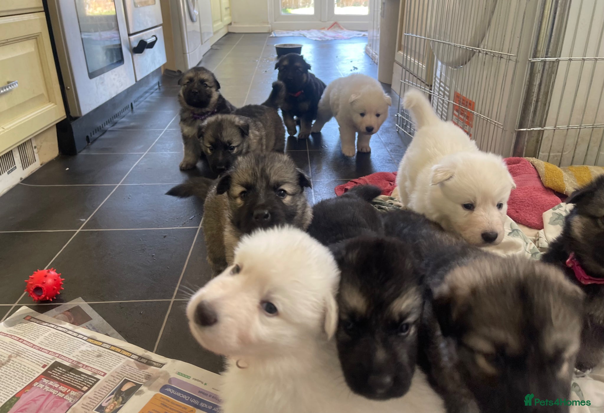 German Shepherd dogs Mixed Colour KC Reg Long Coat GSD DM Clear - Advert 1