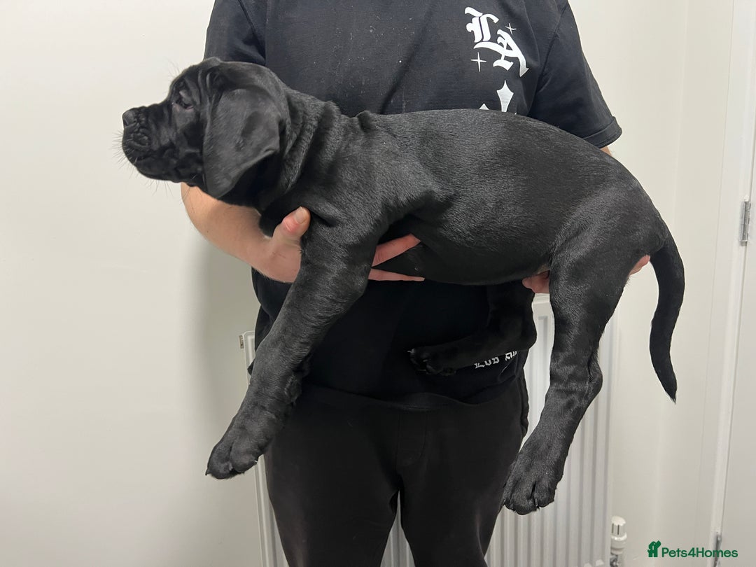 Cane Corso dogs for sale: Russian champ bloodline Cane Corso Puppies 8 left! - Advert 10