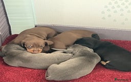 Miniature Dachshund dogs for sale: mini dachshund puppys❗️LAST BOY❗️ - Image 8