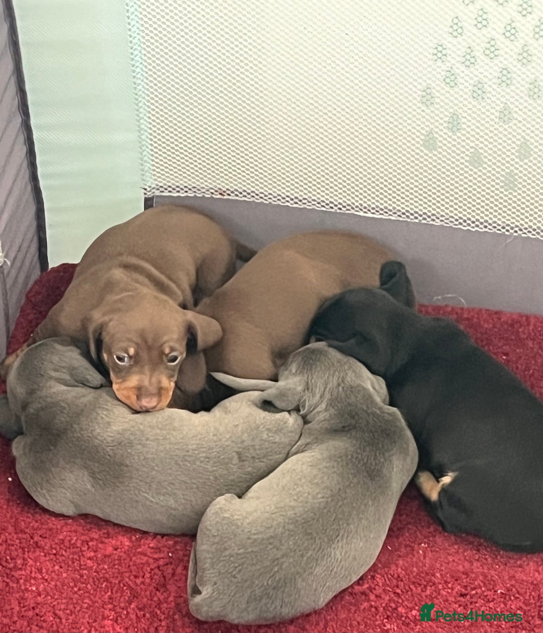 Miniature Dachshund dogs for sale: mini dachshund puppys❗️LAST BOY❗️ - Image 8