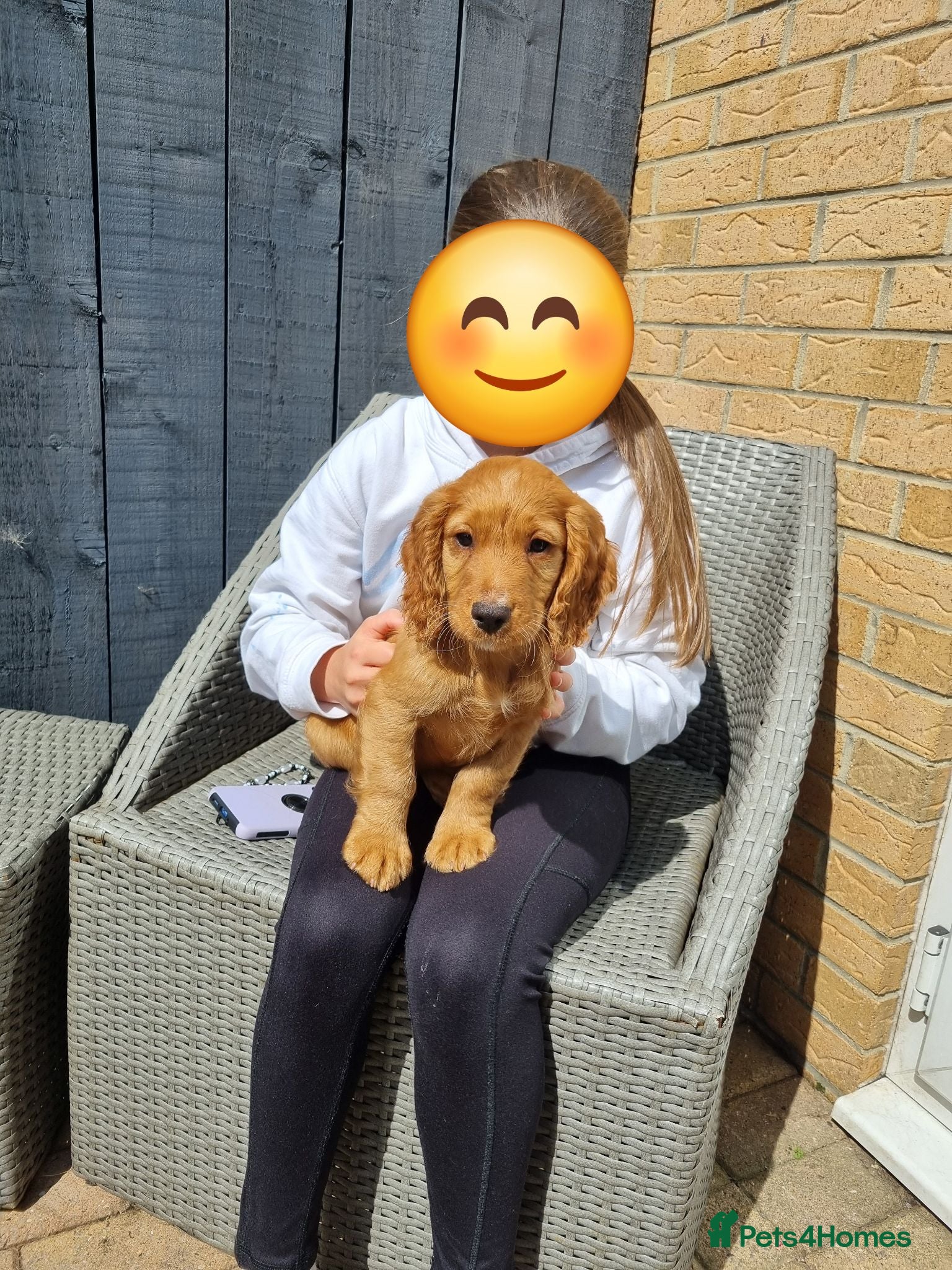 Cocker Spaniel dogs KC REGISTERED, DNA HEALTH TESTED - Advert 9