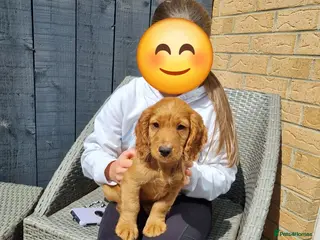 Cocker Spaniel dogs KC REGISTERED, DNA HEALTH TESTED - Advert 9
