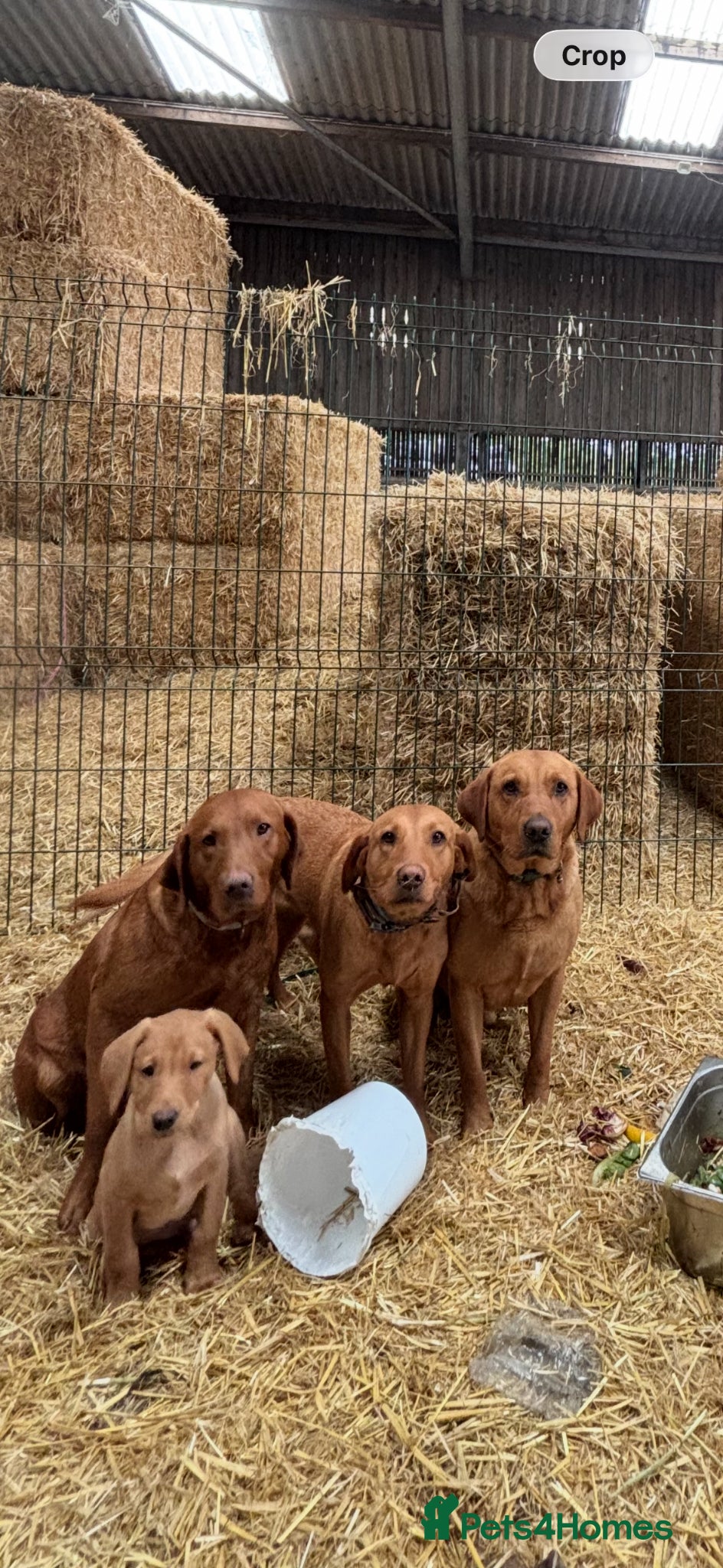 Labrador Retriever dogs Red fox Labrador puppies  - Advert 16