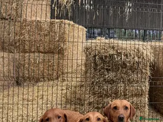 Labrador Retriever dogs Red fox Labrador puppies - Advert 9
