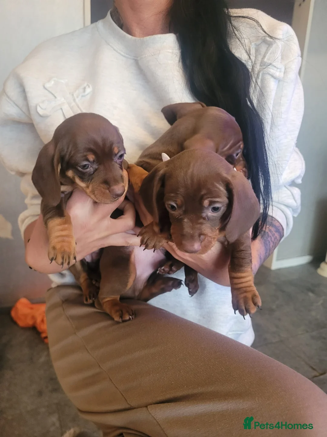Dachshund dogs for sale: Dachshund puppies  in Scunthorpe - Advert 2