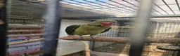 Mixed Breed birds for sale: Alexandraine  - Advert 9