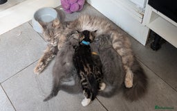 Mixed Breed cats for sale: Beautiful fluffy kittens, mum Persian X mainecoon  - Image 7