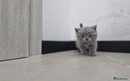 British Shorthair cats for sale: Beautiful British Short hairs kittens for sale - Image 1