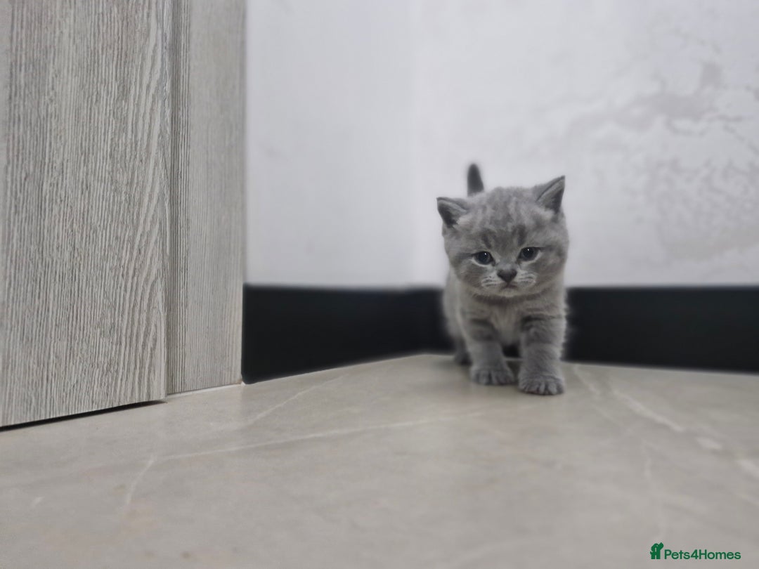 British Shorthair cats for sale: Beautiful British Short hairs kittens for sale - Image 1