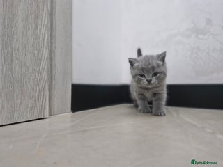 British Shorthair cats for sale - Advert 1