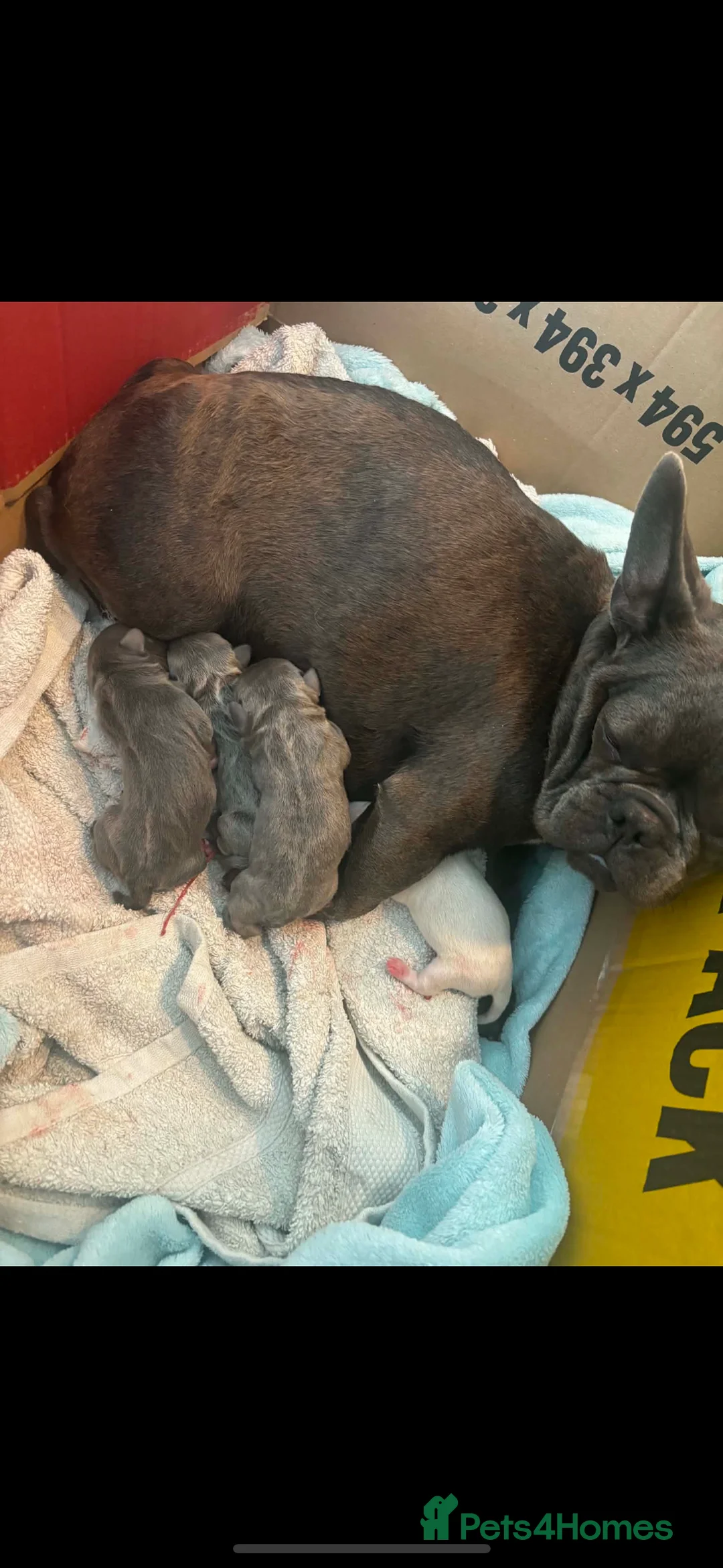 French Bulldog dogs for sale: 10 week old french bulldog female puppy  - Advert 2