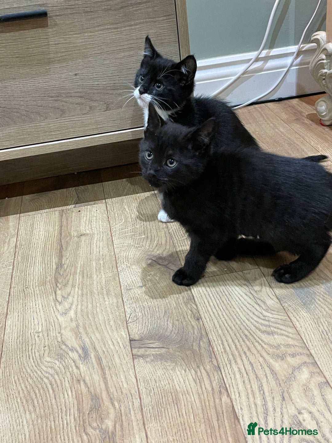 Mixed Breed cats for sale: 2 beautiful little girls - Advert 6