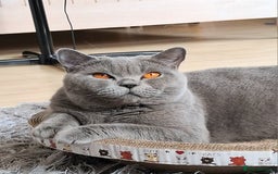 British Shorthair cats for sale: Beautiful British shorthair litter - Image 9