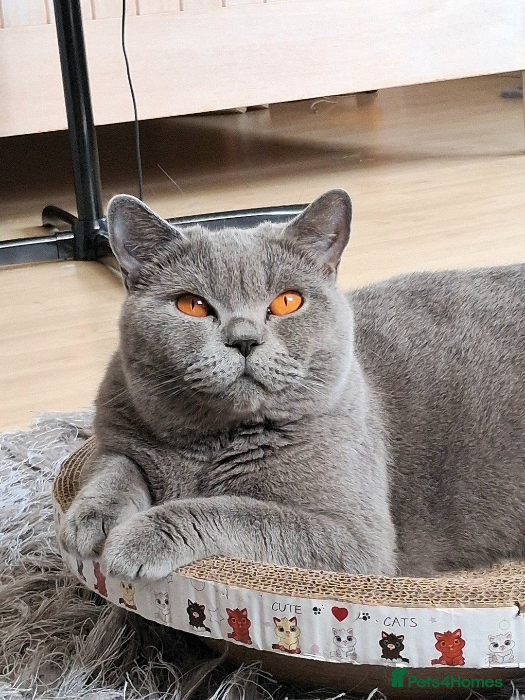 British Shorthair cats for sale: Beautiful British shorthair litter - Image 9