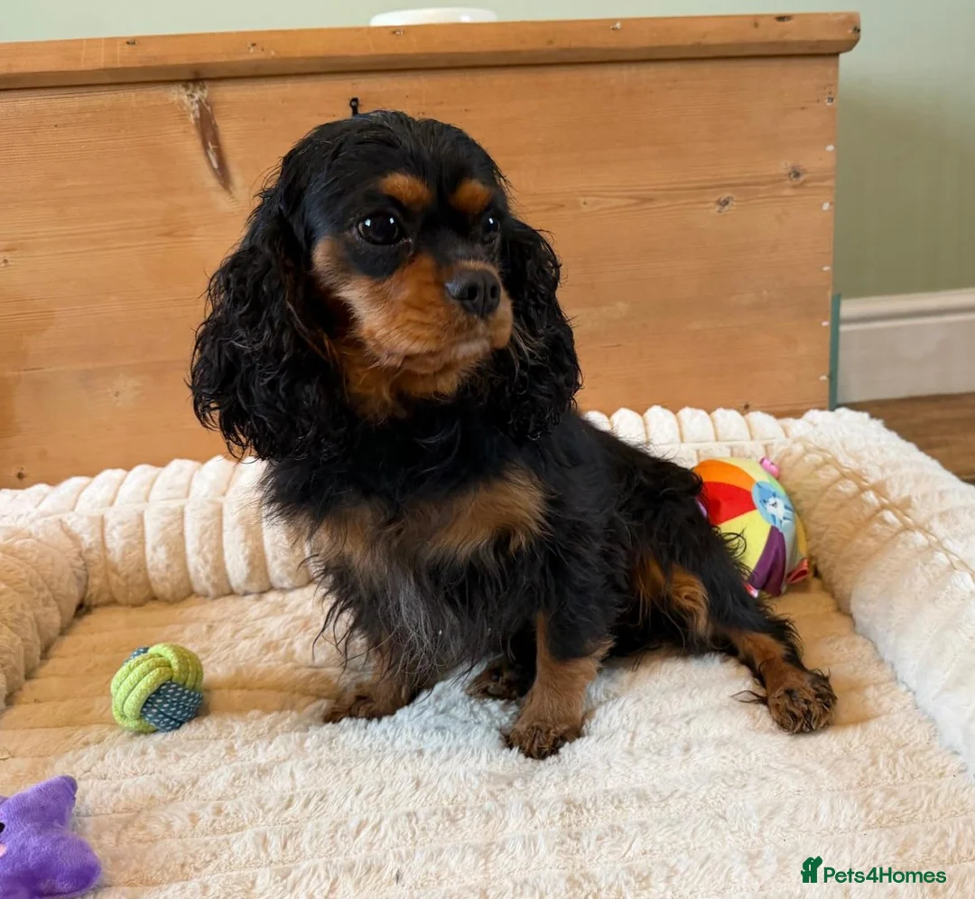 Cavalier King Charles Spaniel dogs for sale: KC Registered and DNA Tested Clear  - Advert 12