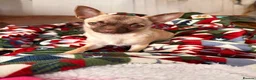 Chihuahua dogs for sale: Male Chihuahua 13 months old - Advert 2
