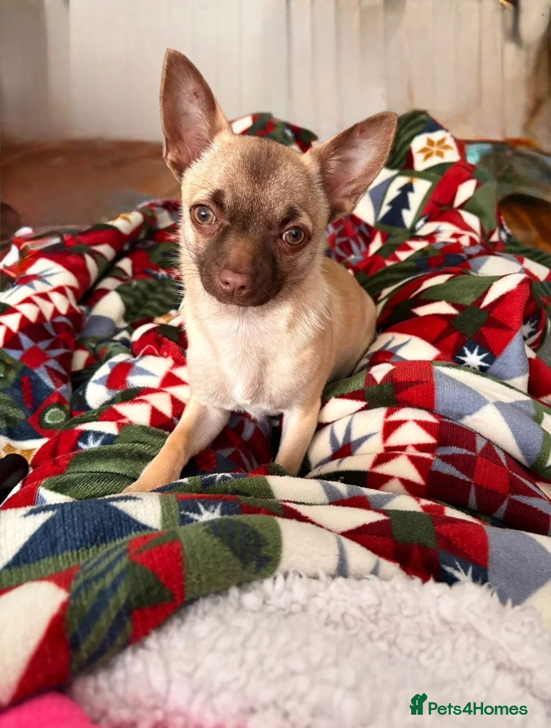 Chihuahua dogs for sale: Male Chihuahua 13 months old - Advert 2