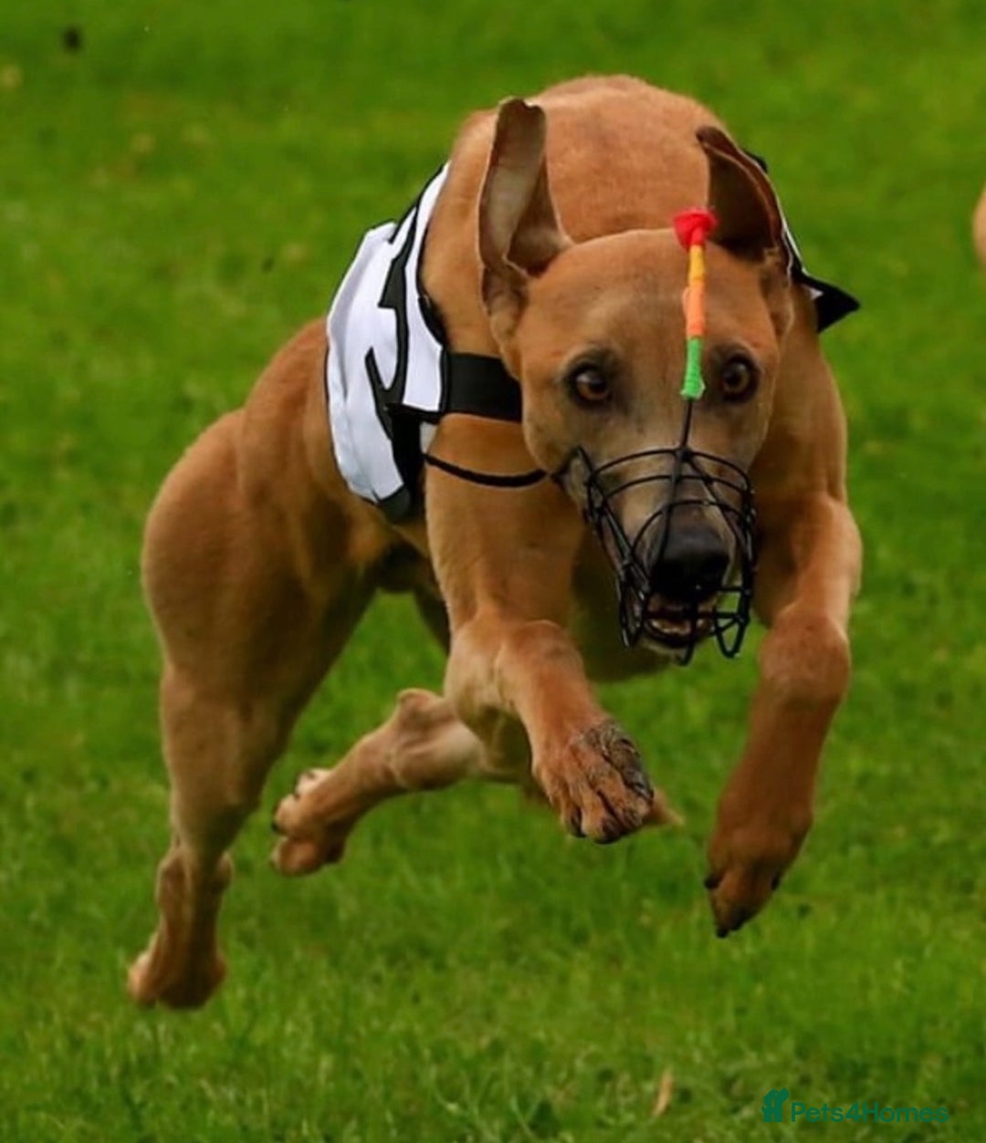 Whippet dogs for stud: Kc registered Fully health tested in Shildon - Advert 3