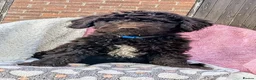 Spanish Water Dog dogs for sale: Spanish water dog - Advert 17