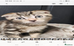 British Shorthair cats for sale: British short hair x Scottish fold - Advert 3