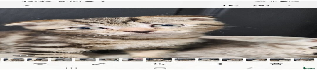 British Shorthair Kitten 2