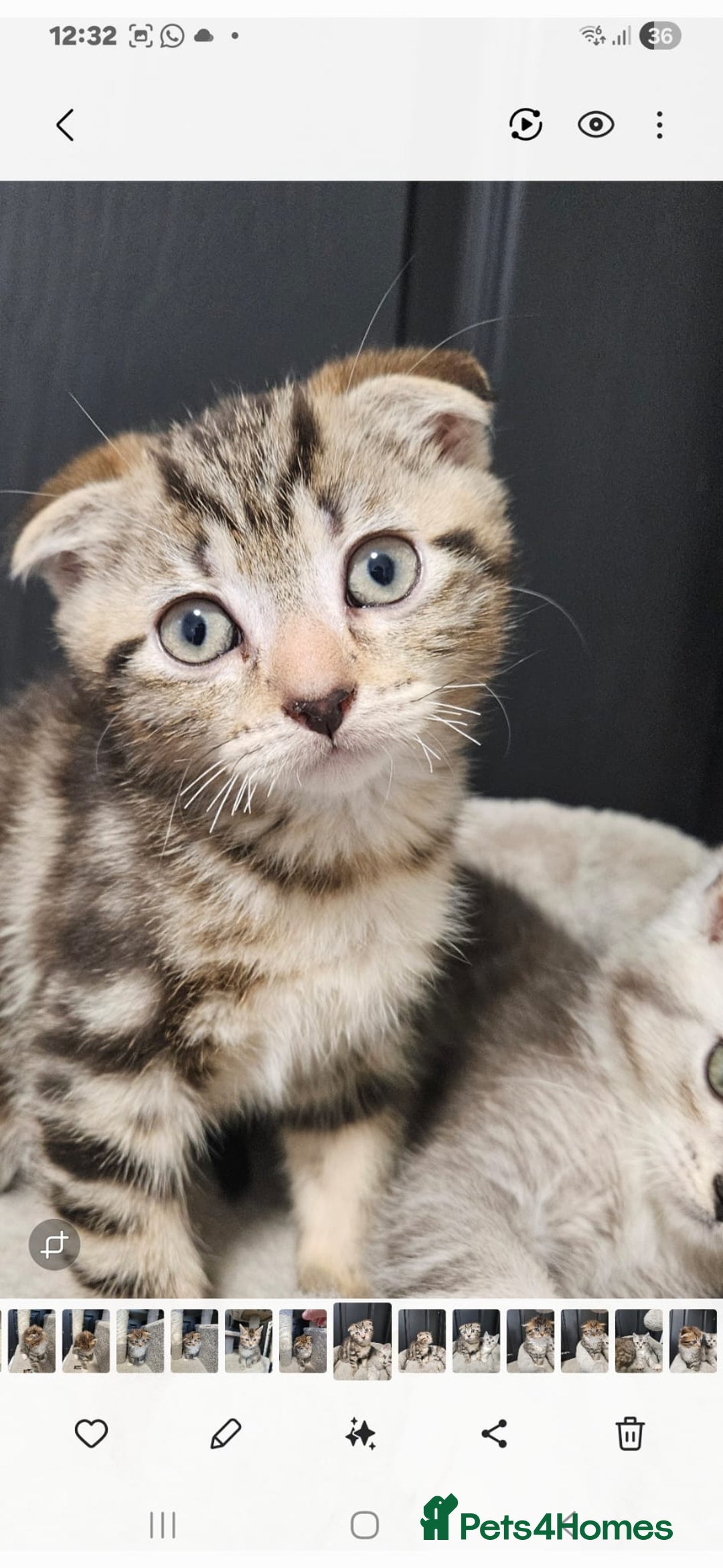 British Shorthair cats for sale: British short hair x Scottish fold - Advert 3