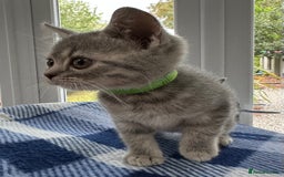 British Shorthair cats for sale: Purebred British Shorthair Grey Stripe Kittens - Image 7