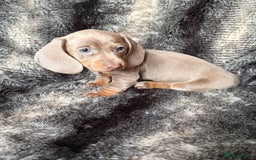 Miniature Dachshund dogs for sale: KC Registered Miniature Shorthaired Dachshund - Image 14