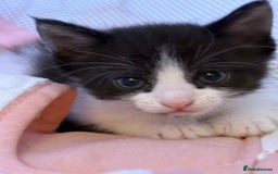 British Shorthair cats for sale: 2 kittens for sale  - Image 15