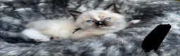 Ragdoll cats for sale: Pure breed ragdoll kittens READY NOW  - Advert 28