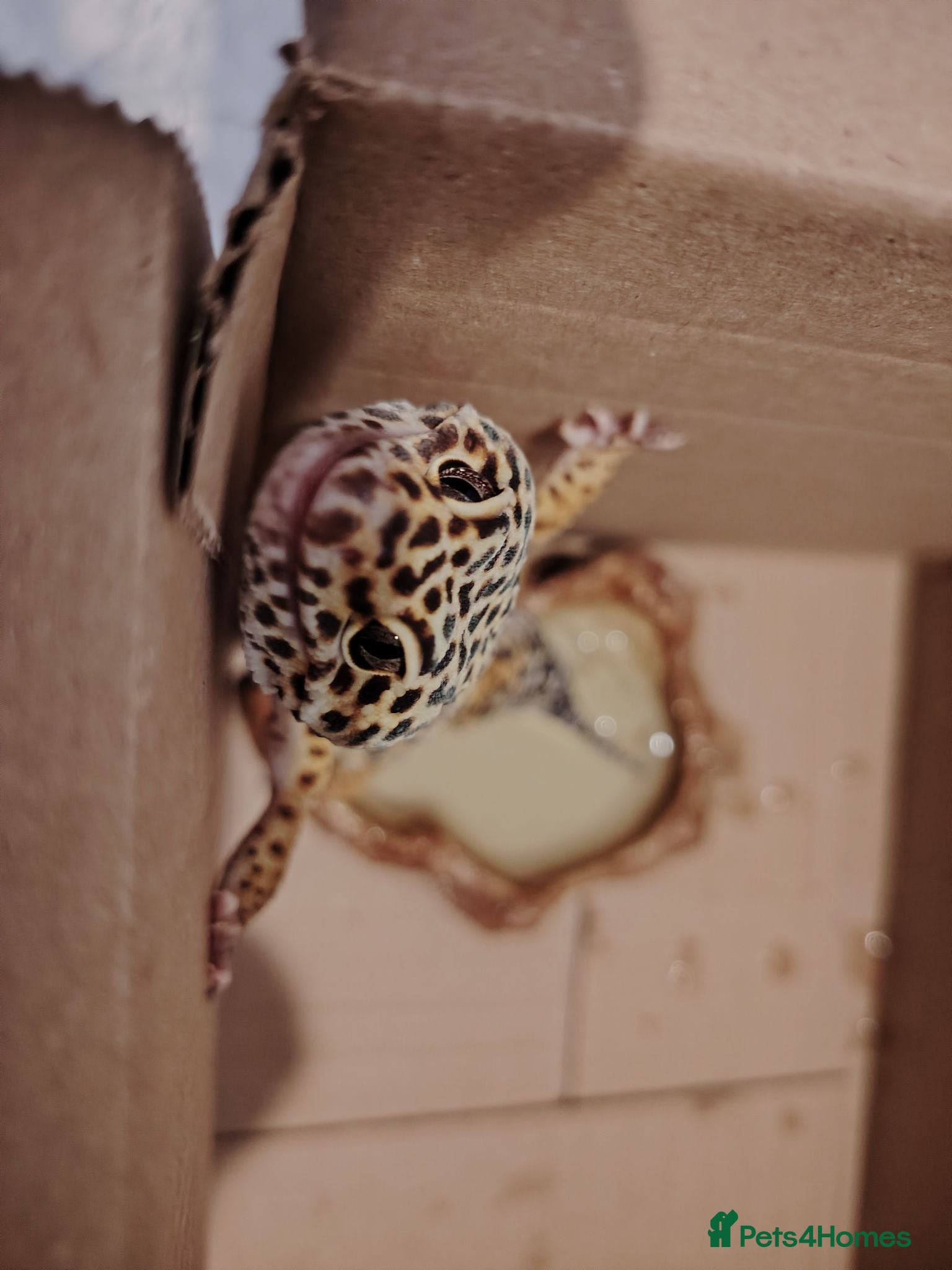 Leopard Gecko reptiles Leopard gecko and vivarium for sale - Advert 3