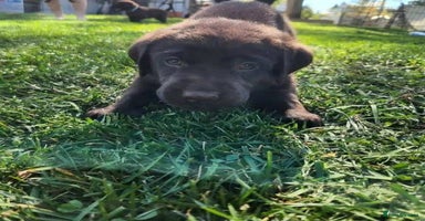 Labrador Retriever dogs - Advert 4