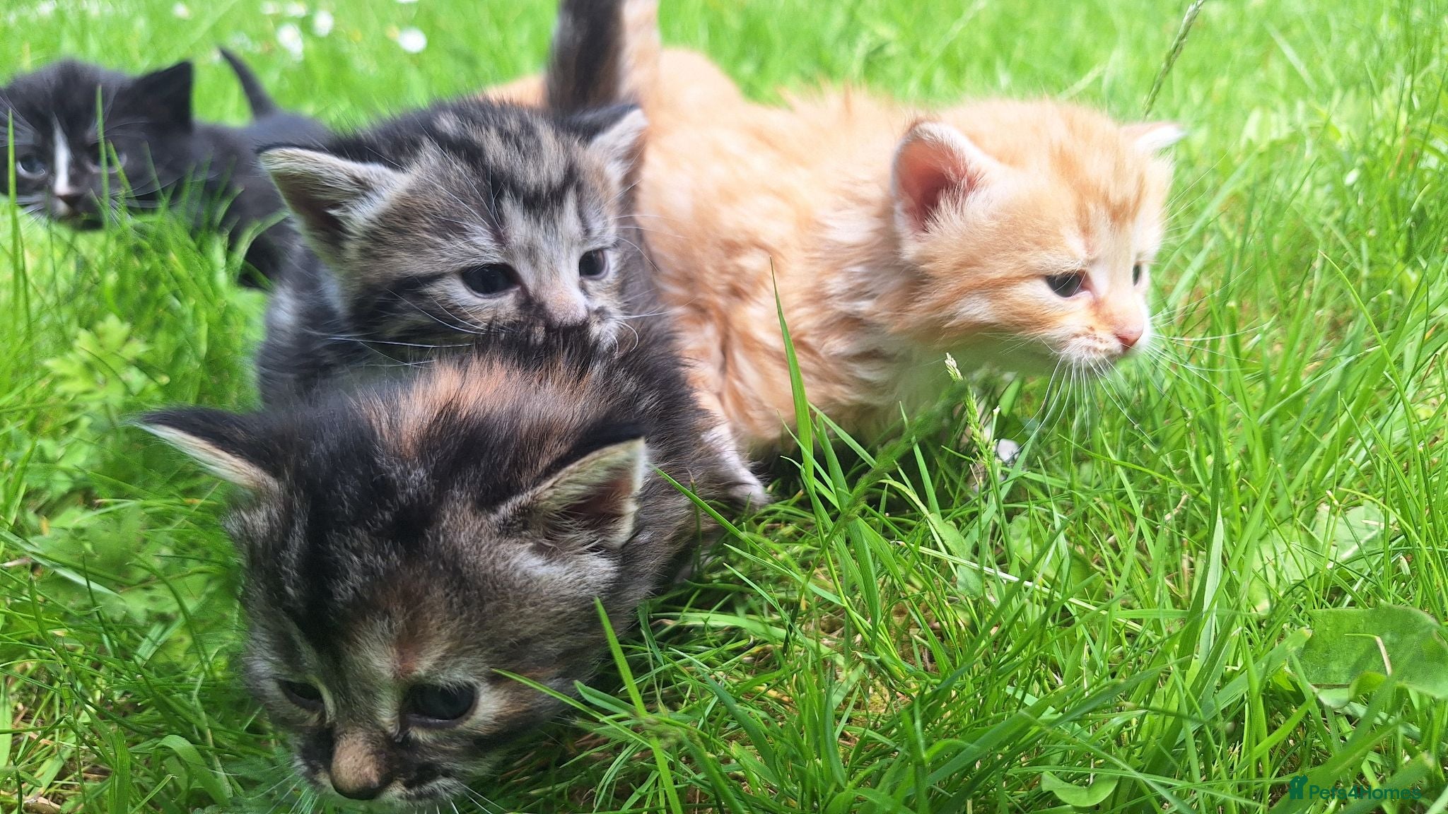 Mixed Breed cats 😼🩷Kittens looking for their forever homes💕 - Advert 7